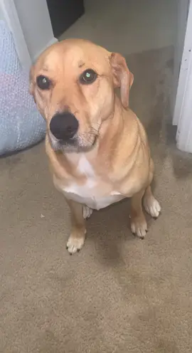 “Ay mi amor “ay mi amor “un poquitico loco 😜 ay mi amor ay mi amor…..🥰#fyp #ecuachuliita33