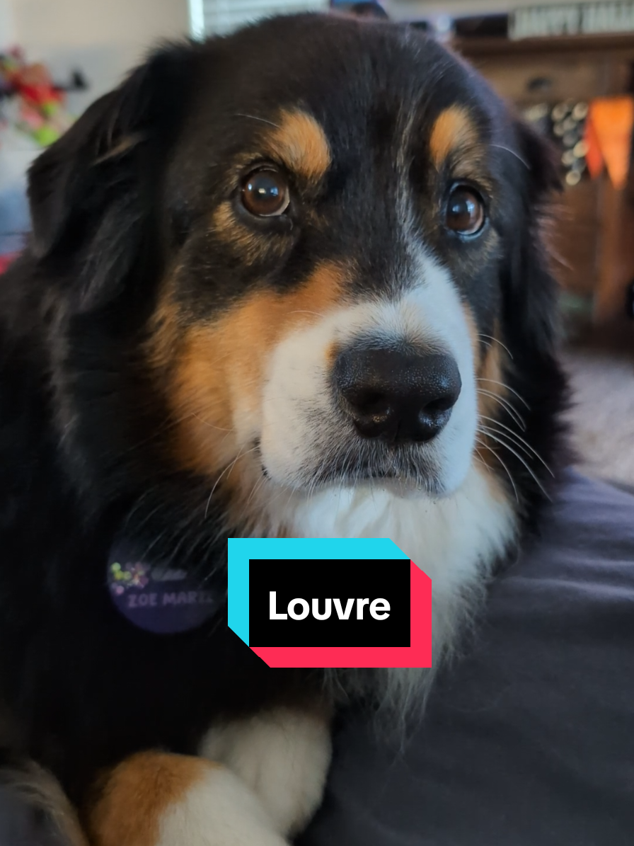 Just saying... #dogs #security #louvre #robbery #aussie @Louvre 