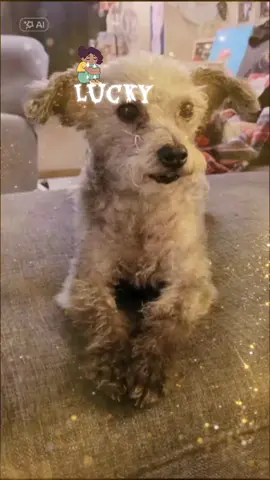 te fuiste lucky te estrañamos mucho. #recuerdame  #terecordamosconamor  #miperrofeoperoloquiero💗 