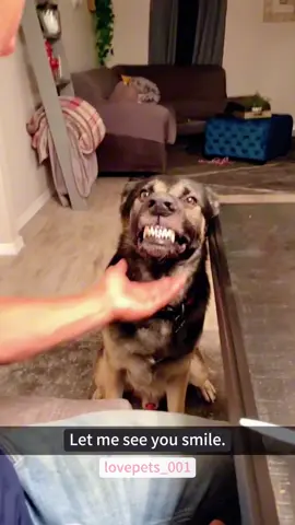 My dog can understand English.#dog #dogs #doglover #dogsoftiktok #funny #foryou #funnyvideos #viral #fypシ #funnytiktok #fyp #funnyanimals #usa🇺🇸 