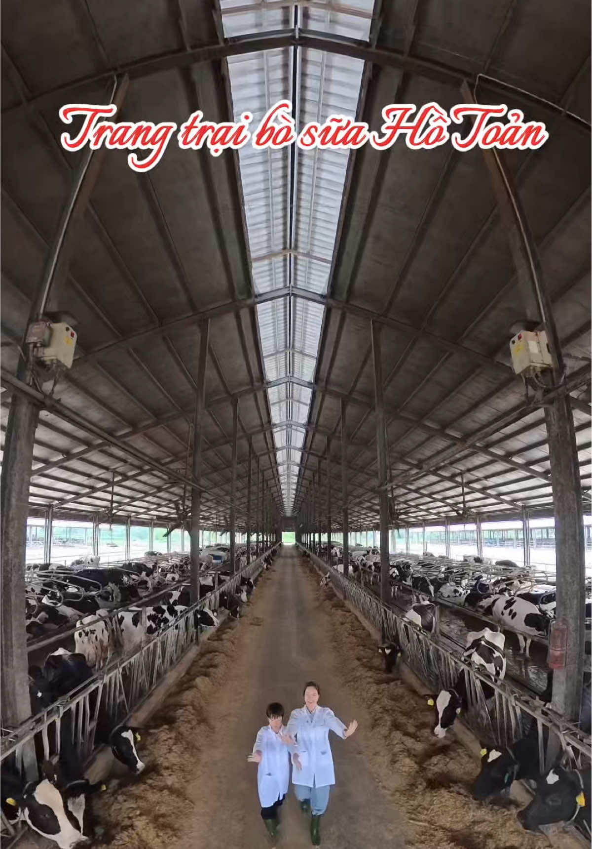 Cùng em bé thăm những Cô Bò sữa  Trang trại Hồ Toản   #Trangtraihotoan #Trangtraibosua #suatuoikun #annaluyen #kun100 