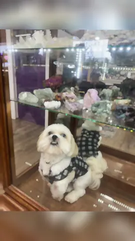 How much is that doggie in the Crystal cabinet??#lhasa #guarddog #shopdog #groot #notcheap 