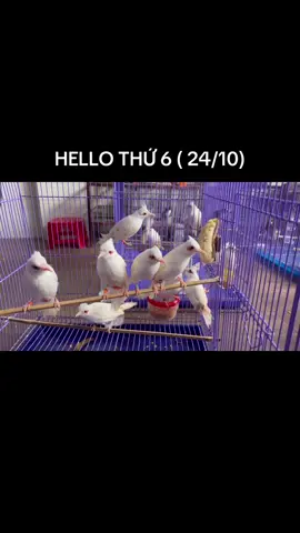 Chúc cả nhà ngày cuối tuần vui vẻ nhé #chaomaohotdau #thangchaomao #chaomaobaydau #chaomaovip 