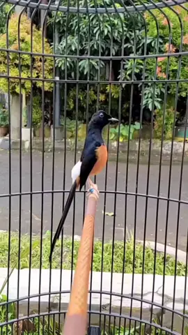 Kopinya di Minum Burungnya di Liat 😁✌️ #muraibatuindonesia  #kicaumaniaindonesia  #kicaunusantara  #fyppppppppppppppppppppppp 