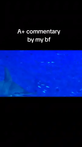 The aquarium is so peaceful  #shark #aquarium #fthemkids