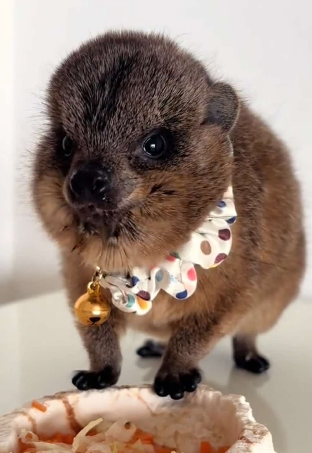 Just baby hyrax  eating her food 🥕💖#hyrax #awawaw #ハイラックス #mukbang #exoticpets 