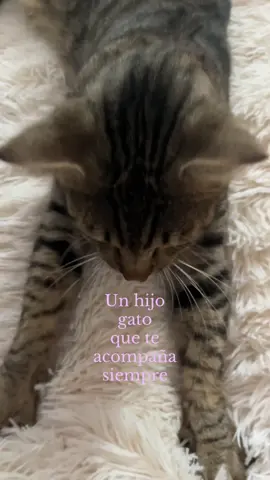 Owww #cat #gato #ternura #mascota #fyp 