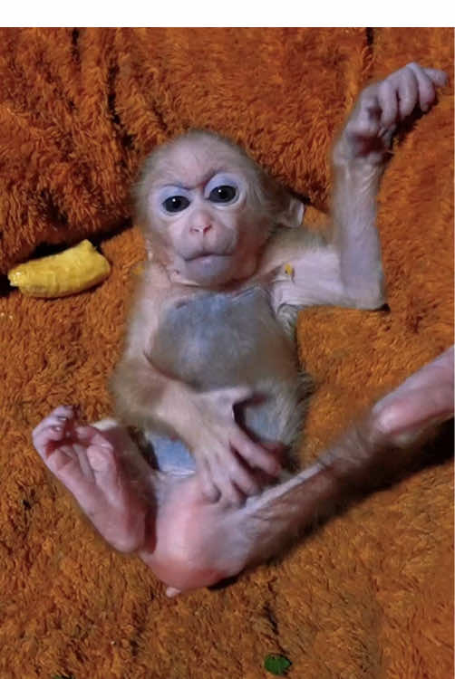 #monkey #monkeydluffy #babymonkey #monkeys #usa 