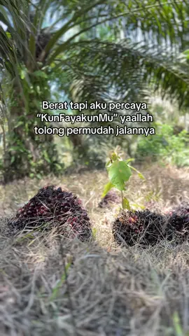 🤲  #KULIGANK #petanisawit 