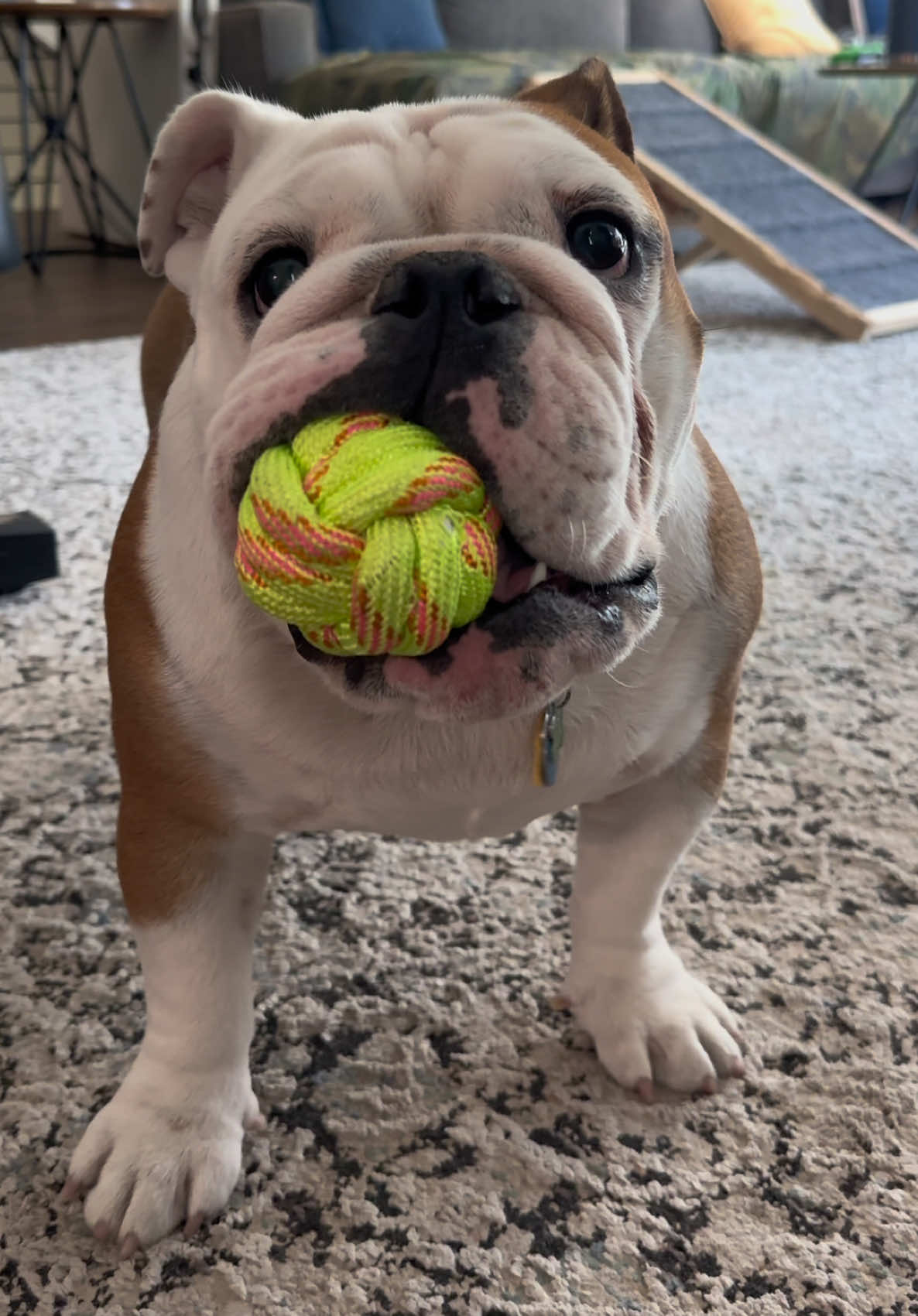 Happy lil dood 😂 #cutepuppy #bulldoglover #englishbulldog #dogsoftiktok #happydog  