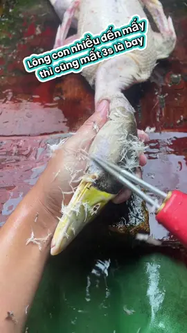 Mấy bà bán gà vịt phải gọi cái máy này bằng sdt😂. #maynholongvit  #xuhuong  #thinhhanh 