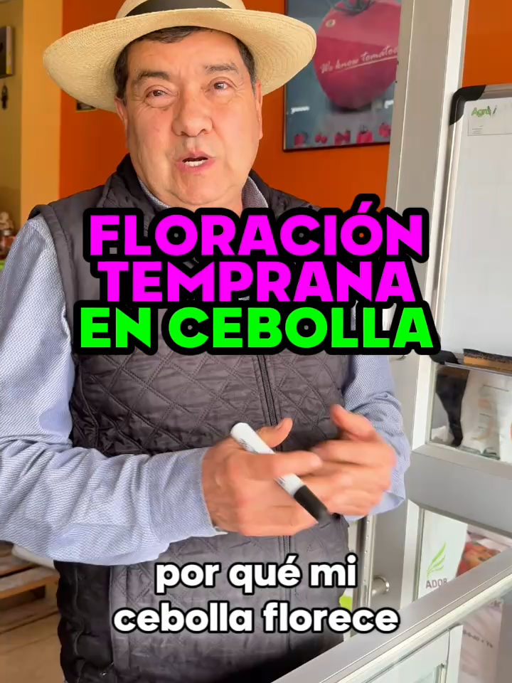 🌼🧅 Floración temprana en cebolla ¡Atención agricultores! Si tu cebolla florece antes de tiempo, puede deberse a cambios bruscos de temperatura ,estrés O HORMONAS  . Esto hace que la planta crea que su ciclo terminó y forme flor antes de engrosar el bulbo. 👉 Usa plántulas jóvenes, evita el frío intenso y controla el riego para mantenerla en crecimiento vegetativo. #IngeNan nuestro experto nos asesora 💡 #riobamba_chimborazo_ecuador #cebolla #floracion #agroverdeec #ecuador🇪🇨 #agronomia🌱 #organico #agricultura🚜🌱