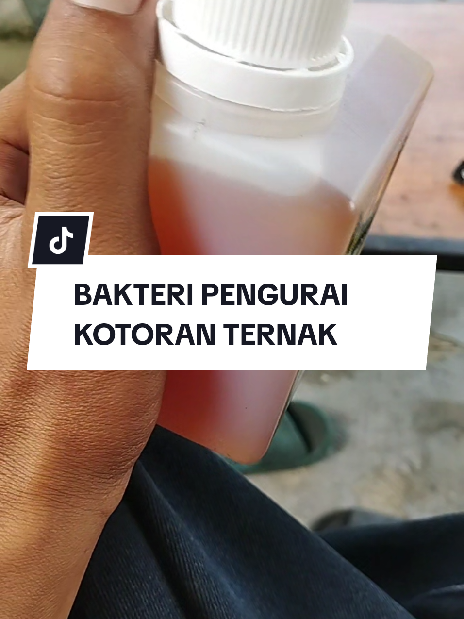 bake pengurai alk #bakteripengurai #bakteripenguraikotoranternak 