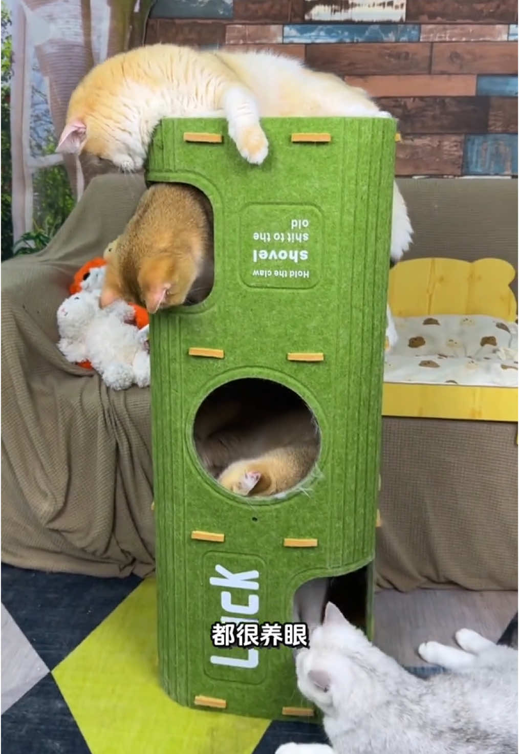 #宠物好物推荐 #宠物用品 #猫窝 #猫窝推荐 😊😊😊