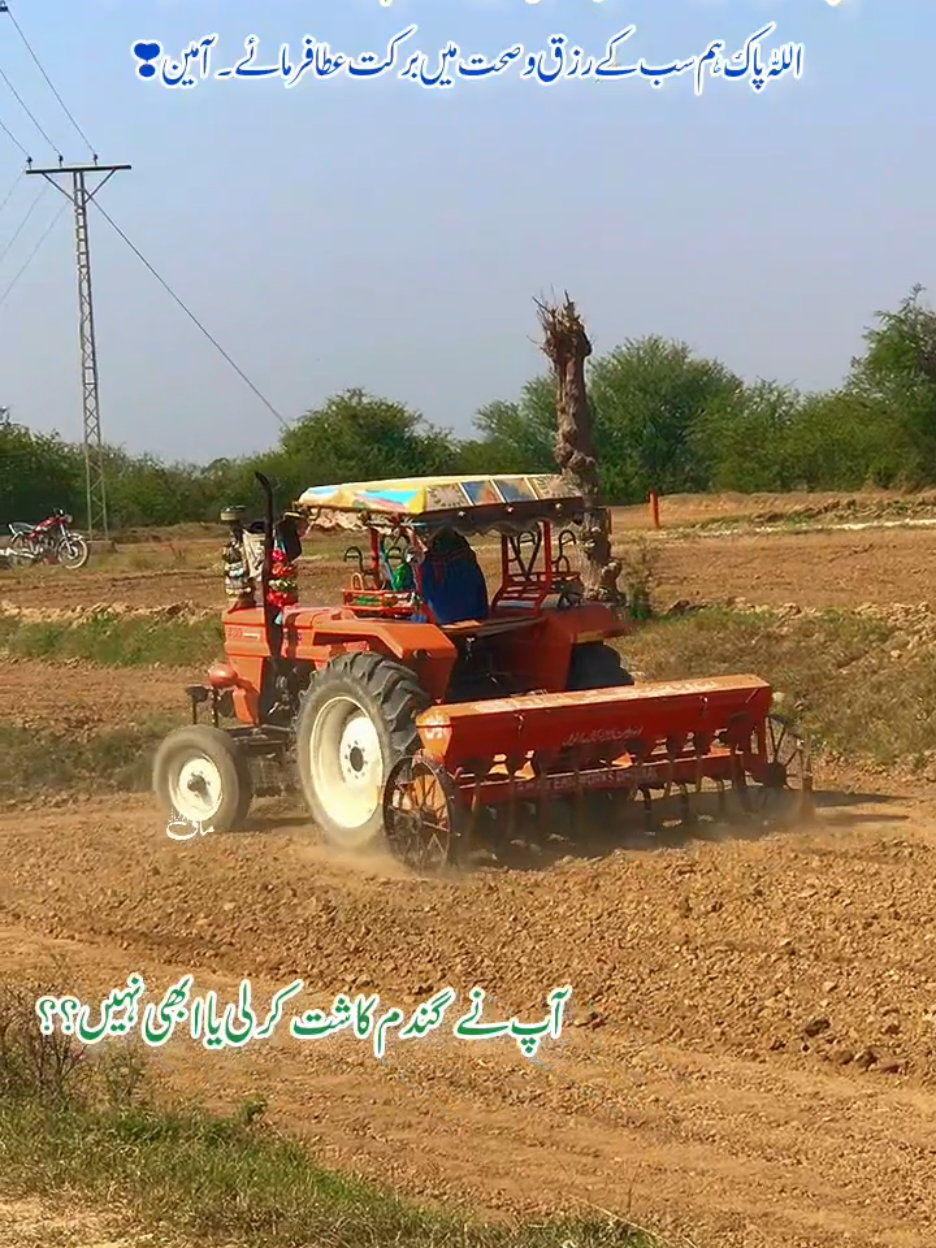 #گندم #کاشت #چکوال #Chakwal #chakwalpunjab 