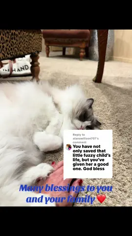 Replying to @alanawillson707 #kikkathecat #rescuepets 