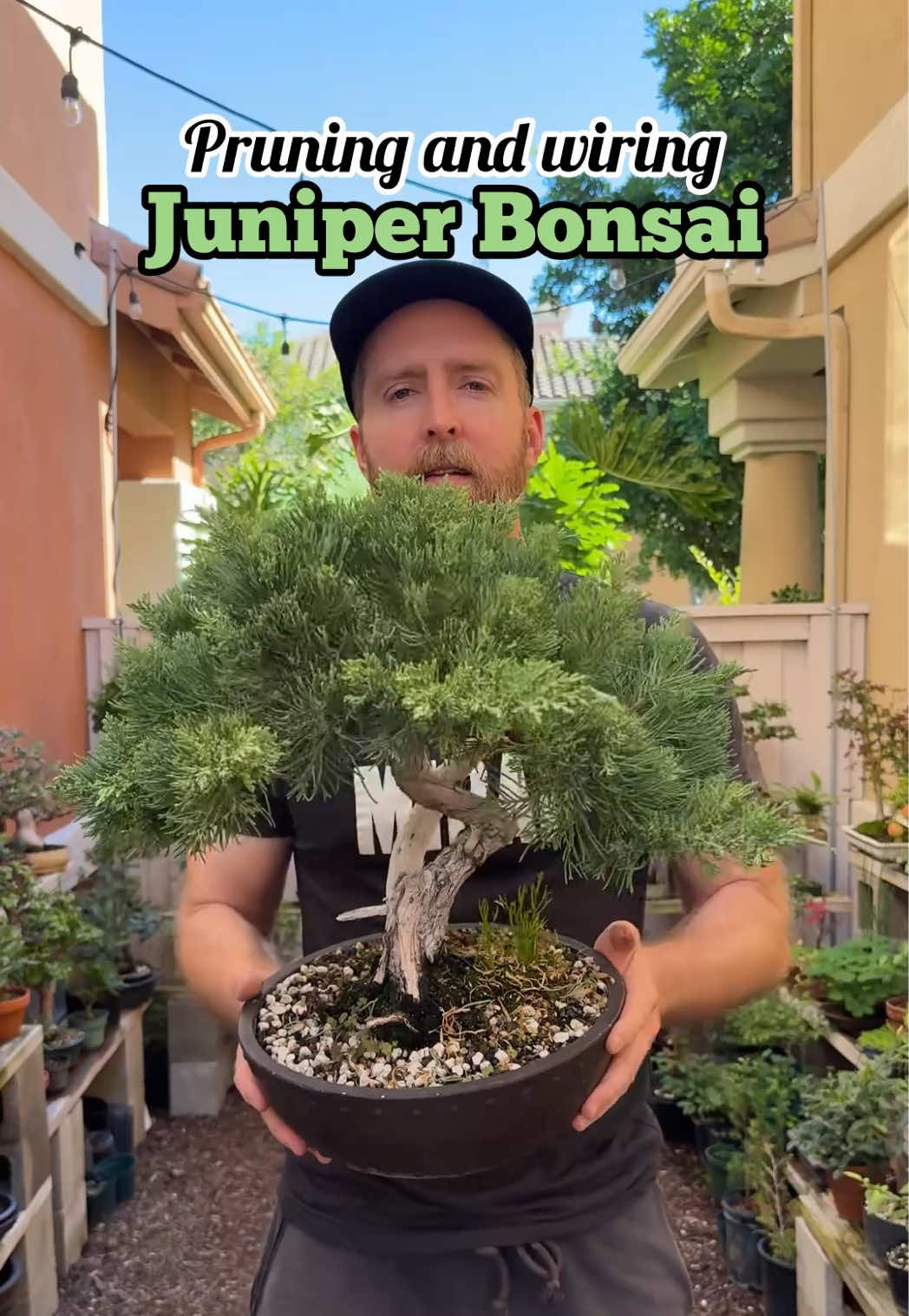 Join me as I prune and wire this prostrata juniper bonsai 🌳 ##bonsai##bonsaitok##nature##learning##plants