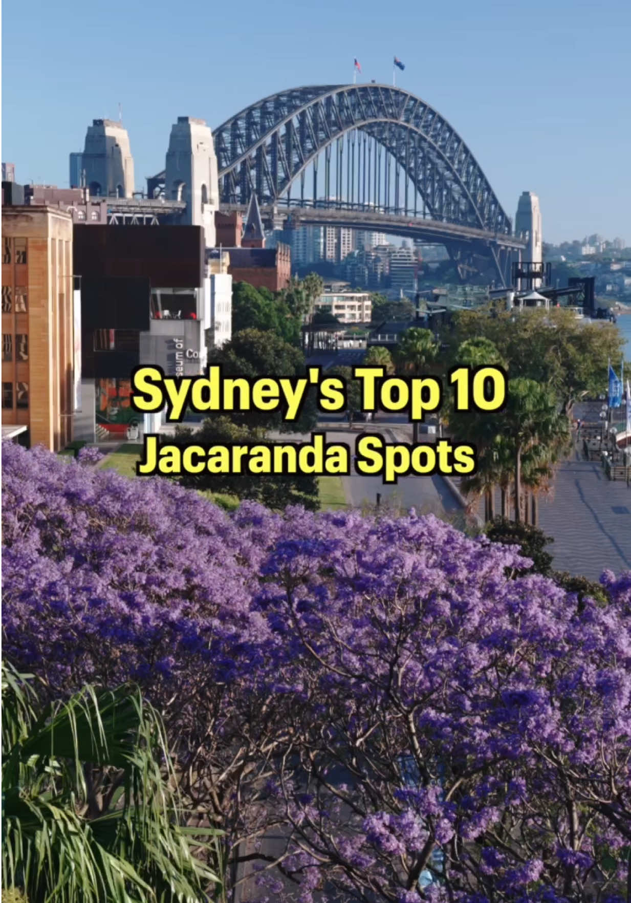 ULTIMATE GUIDE TO SYDNEY JACARANDA SPOTS - Top 10! It’s that time of the year again where Sydney is a sea of purple as the vibrant jacarandas are in full bloom. Jacaranda’s are assigned of summer which is exciting. Some spots are busier than others but overall I would suggest turning up early in the morning or on a weekday. 1) McDougall St, Kirribilli 2) Cahill Expressway walk 3) Cathedral St, Woolloomooloo 4) Bay St, Glebe 5) Oxford St, Paddington 6) Parramatta Park 7) Erskineville Oval 8) Sydney University 9) Fry’s Reserve, Kogarah 10) Hogben Park, Kogarah Now in full bloom and lasts for about 2 weeks till early November, depending on the amount of wind or rain that may cause it to be more short lived. Some spots like McDougall St, Kirribilli gets insanely busy so try to go at sunrise or weekdays if possible.  #ilovesydney #feelnewsydney #sydney #jacarandas #jacarandatrees  