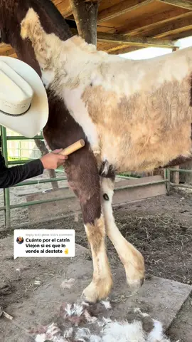 Replying to @El pleve 555 es normal, que todos los caballos cambien de pelusa en tiempo de frío#horses #rancho #caballos #bronco #fyppppppppppppppppppppppp 