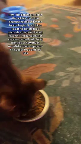 Biblical levels of greed from the lion @Thomas kokinda 🗿 