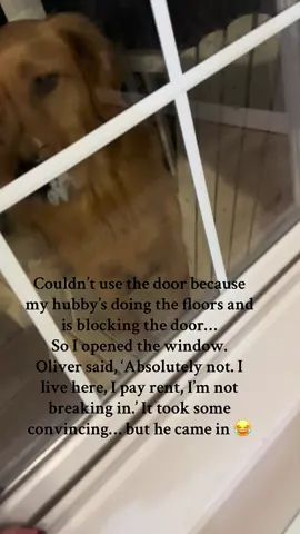 #goldenretriever #goldenretrieverlife #goldenchronicles #dogsoftiktok #dog 