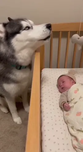 #pet #dog #fyp #cutebaby 