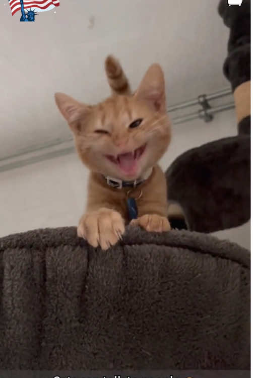Cat Talking#cat #animals #funny #fyp #tiktok 
