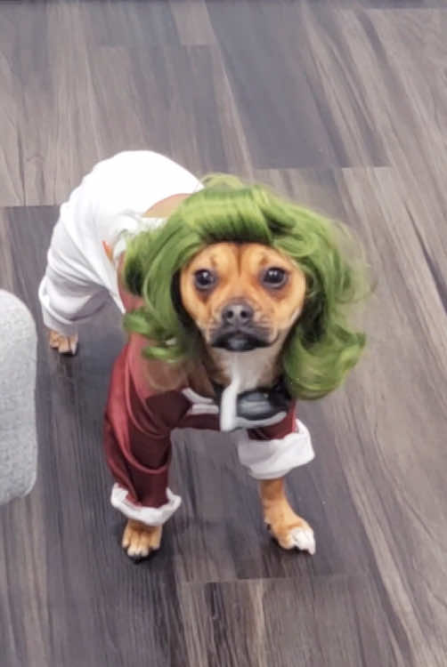 Which dog Halloween costume is your favorite??? 🎃#halloween #halloween2025 #halloweencostume #halloweendog #dogcostume 