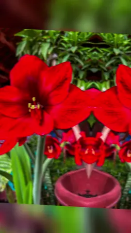 Hay muchas cosas por hacer pero siempre hay un momento para detenerse y observar lo bello que es la naturaleza  #plantlover #plantastiktok #plantitas #naturaleza #paratiiiiiiiiiiiiiiiiiiiiiiiiiiiiiii 