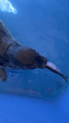 Did you know harbour seals eat their fish whole? And as pups it can take a little practice!  #marinemammalrescue #cutebabyanimals #sealpup #rescuerehabrelease 