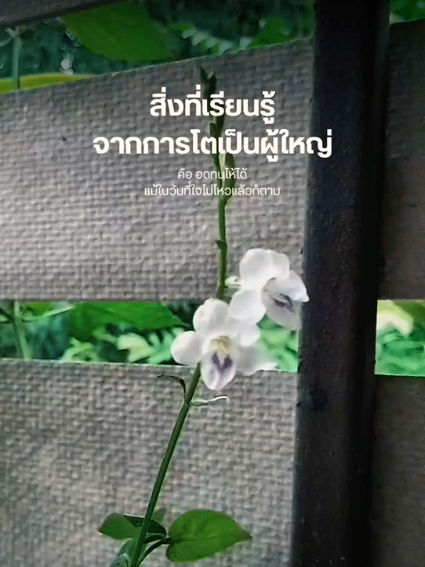 เป็นกำลังใจให้ทุกคน ✌️❤️#สตอรี่ความรู้สึก #CapCut 