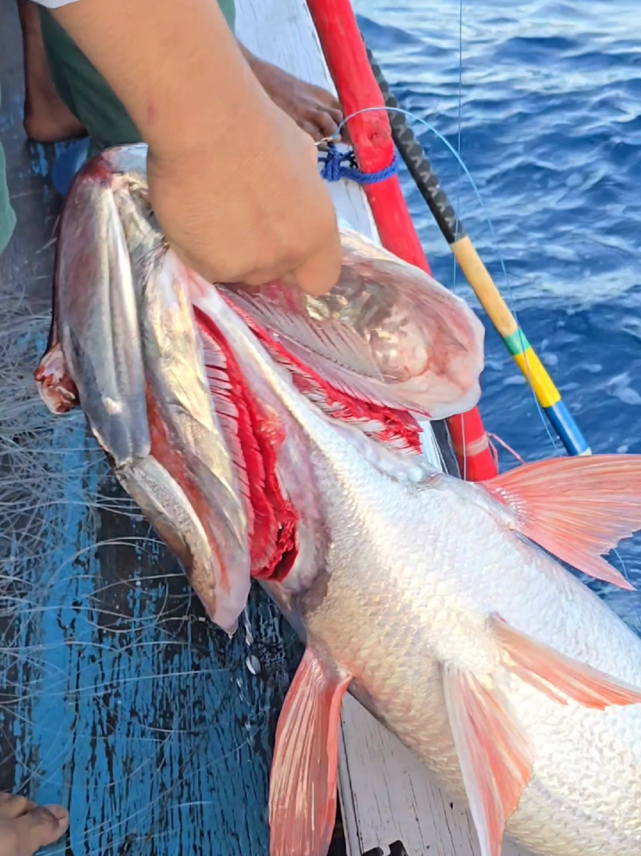 TAKLUKAN RUBY BAGONG 😱🐋🐟 . . . . .  #ruby #bagong #mancing #manual #tradisional 