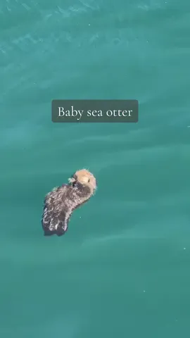 Life as a newborn sea otter pup: squealing, napping, squealing, squealing, napping 🦦🤓 please remember to be respectful of wildlife!! Stay quiet, control your dogs, give them space. More on that in another video soon #seaotter #otter #babyotter #marinebiology #cute #ocean #oceanlife #sealife #seacreatures #marinemammals #conservation #stewardship 