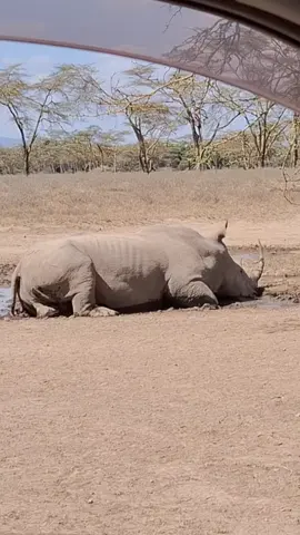 White rhino scrolls in mud. #animals #wildlife #rhinos #fyp.                            #usa 