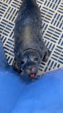 Seal pups love to chat!  #marinemammalrescue #cutebabyanimals #sealpup #rescuerehabrelease #chatty 