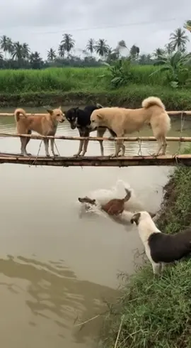 🙄🙄🙄#funny 