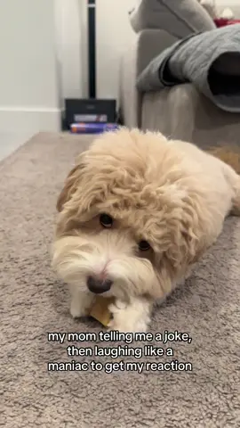 my reaction: scared and very confused😅  #dogsoftiktok #prank #laugh #trend #joke 