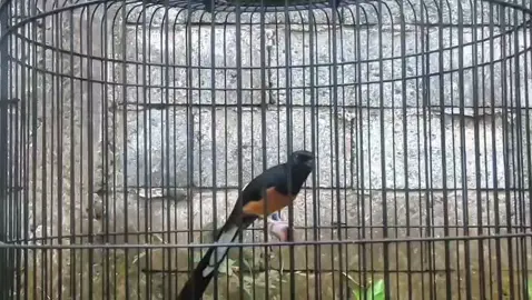 asli hutan gacor dor isian mewah #murayhutan #muraymedan #suaraburung #muraybatuindonesia #muraybatu 