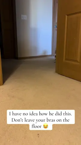 I think he was embarrassed 😂  #dog #dogsoftiktok #dogs #funny #fyf 