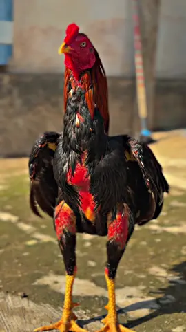 selamat datang kembali sang raja👑#bkclasik #shamo#ayamjago #fyp 