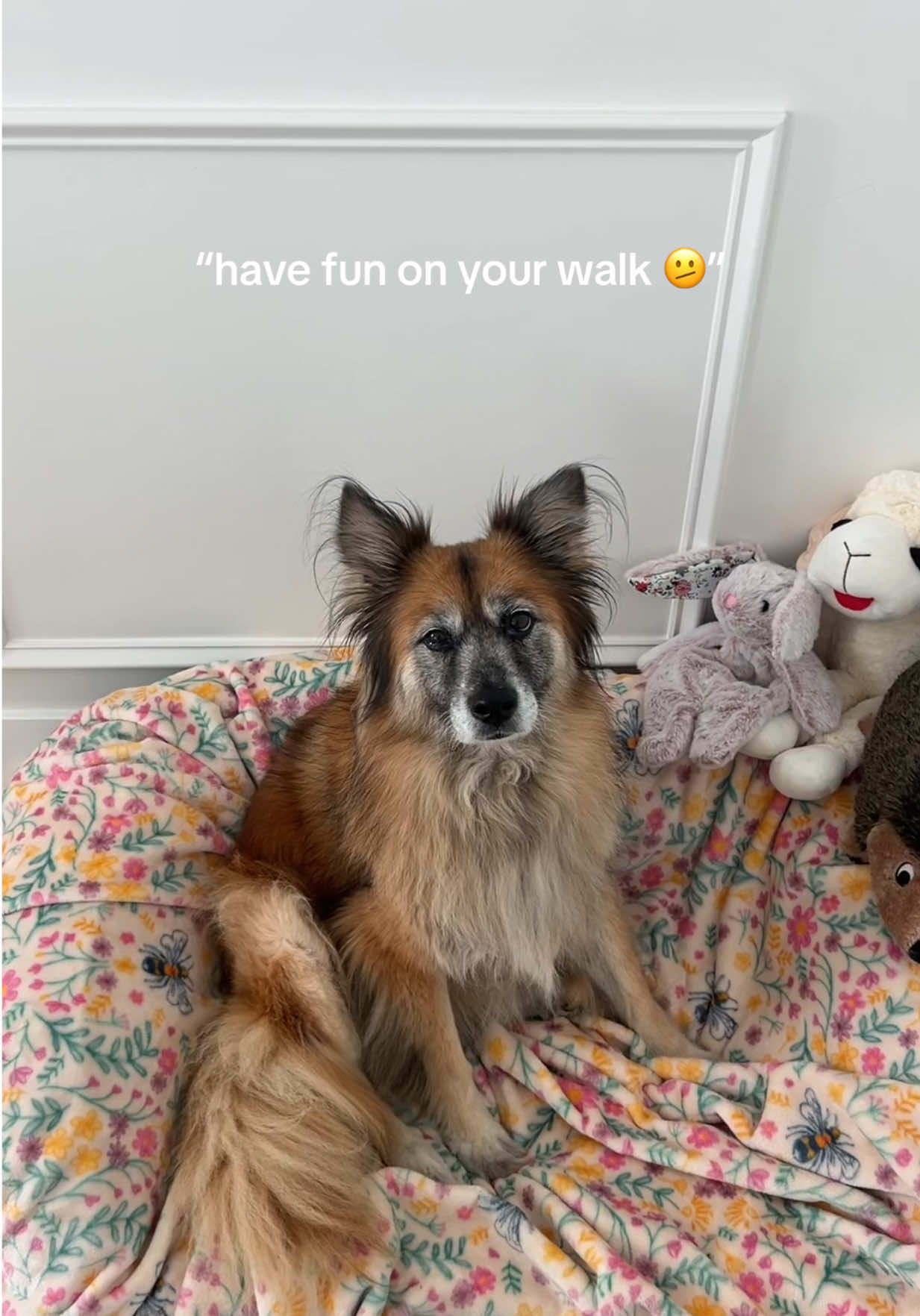 moogie girl is the sweetest girl - please share her to help get her adopted! available at priceless pets in costa mesa, california (by appointment while I am fostering her - 💌 heather.pricelesspets@gmail.com) #fosterdog #dogsoftiktok #adoptmepets #shelterdog #orangecounty 