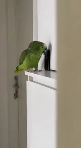 papagaio falando no interfone #fy #memes #papagaio #animals #foryou