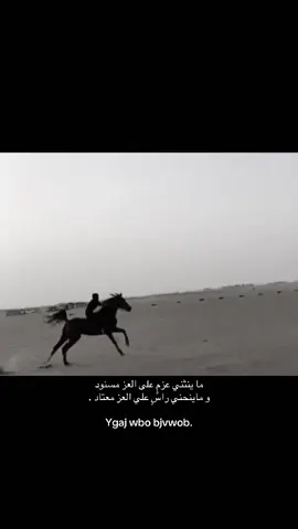 #اكسبلور #نجران #خيل_وخياله🐎 