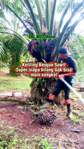 kali ini kita panen pokok super masak keliling  #BangTuripOficial 