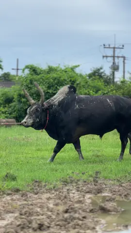 พร้มคับสำหรับพรุ่งนี้#สนามชนโคระโนดสเตเดียม #ค่ายโคเจ๊หนอม🐂 