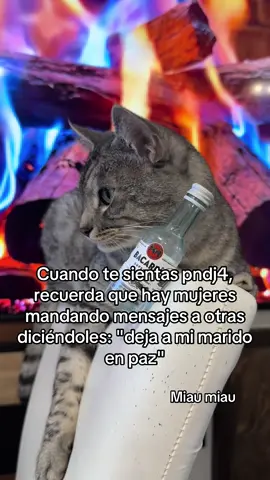 Miau miau #cat #cats #catsoftiktok #catlover #cattok 