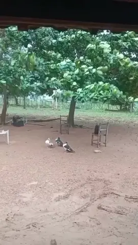 #ramdoom_memes #memesdaily #randomthings #wtf #fyp 