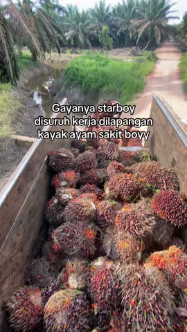 #fyp #kulisawit #pemuatsawit 