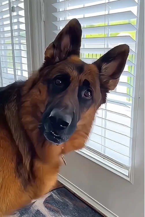 Fun Moments with German Shepherds🐶🐶#dog #funnypets #dogsoftiktok #funny #pet 