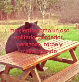 quería ser un unicornio pero creo que nací para ser un oso #aceptacion #identificarse #pensamientos #foryou 